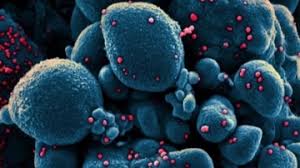 حرصت منظمة الصحة العالمية على تنبيه المواطنين بشأن فيروس نيباه الجديد niv خوفا من. Ndhxzoaliewqcm