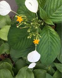 Image result for Mussaenda