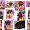 Im jan 2020 war die blinde maja bei tiere suchen ein zuhause tieresucheneinzuhause leider fand sich u tiere suchen ein zuhause hund adoptieren tierheim. 3