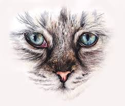 Then, shade a large circle within each eye to indicate the pupils. How To Draw Cat Eyes With Colored Pencils
