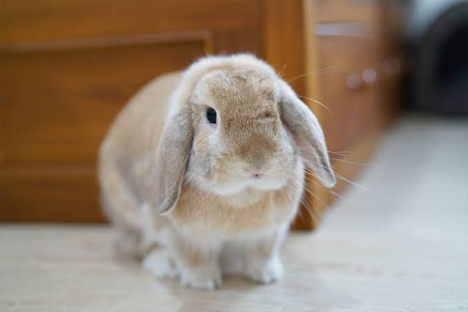 Holland Lop Rabbit