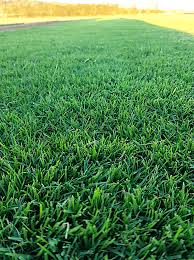 If your bermuda grass does not go dormant in winter, dethatch in march. Tiftuf Bermuda Green Life Turf Australia S Best Turf
