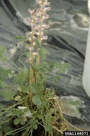 Image result for Orobanche minor