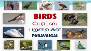 Vocabulary About Birds With Pictures Including Tamil And English Pronunciation