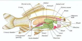 Important Fish Anatomy To Look For In Your Dissection It May Not Be Possible To Locate The Brain Fish Anatomy Animal Medicine Animal Science