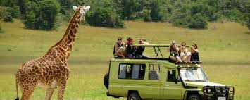 Compare 3,420 tanzania safari tours & packages offered by 1,028 specialized safari operators. Tips For Doing A Tanzania Safari In Africa Tanzania Safari Holidays