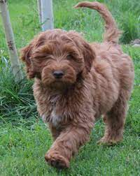 Current availability to reserve on the following litters as of april 23, 2021 female guardian puppy black party merle mini mini available for guardianship currently eight weeks old. Mini Australian Labradoodle Online Shopping
