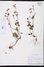 Image result for Ageratum conyzoides