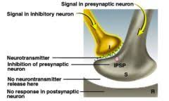 Presynaptic Inhibition Is Where A Presynaptic Neuron Is Able To Stop Another Synapse From Occurring It Response To A Chemical S Neurons Neurotransmitters Gaba