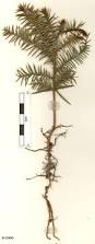 Image result for Araucaria cunninghamii