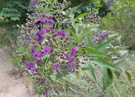 Image result for Vernonia turbinella