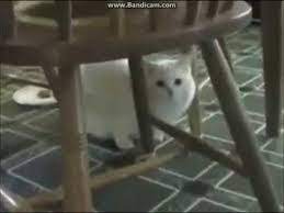 Very Interesting Blog The Best Videos On The Internet Vol 2 Some Guy Yells At Some Cats