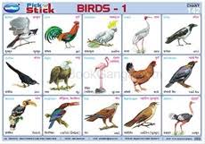 pick n stick birds 1 bookganga com