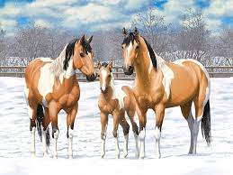 These horses have a gold or tan. Buckskin Paint Horses In Winter Pasture Painting By Crista Forest