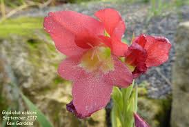 Image result for Gladiolus ecklonii