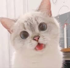 Pin By Cheshire On Fondos In 2020 Cute Baby Cats Baby Cats Cute Cat Memes