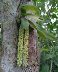 Image result for Diaphananthe fragrantissima