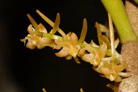 Image result for Tridactyle scottellii