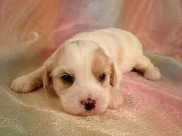 Cavachons form very strong bonds with their families and love nothing more than to be involved in everything that goes on in a household. Male Cavachon Puppy For Sale Shipping 150