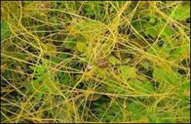 Image result for Cuscuta hyalina