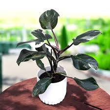 Image result for Filodendron Philodendron