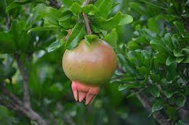 They provide the visual structure and the key elements of any landscape and are usually the first components to be planted, since they take longer than most other plants to become established and fulfill their role.there was a time when a simple shade tree was all that was needed, but increasingly people are looking for. Did You Know Pomegranates Can Grow In Virginia Lewis Ginter Botanical Garden