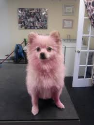 The dog wearing green and yellow (in the photo) is wearing brazil's colors, and i have seen toy poodles dyed pink or red and blue for the fourth of july (to get the combo, all the owner. Pink Pomeranian I Used Hair Color For Dogs Faded In A Few Days Pets Dog Hair Pet Safe