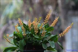 Image result for Liparis harketii