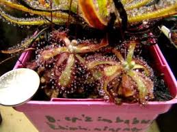 Image result for Drosera natalensis