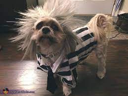 Beetlejuice—say it three times and conjure up the cutest pup on the block. Beetlejuice Dog Costume Diy