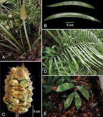 Image result for Zamiaceae