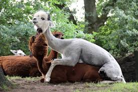 Lohnt Sich Der Tierpark Nordhorn Tierpark Tiere Zoo
