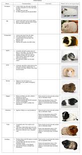 Guinea Pigs Australia Guinea Pig Breeds