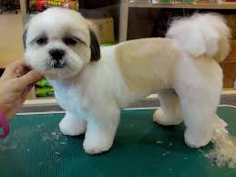 Chien shih tzu perro shih tzu shih tzu hund shih tzu puppy shih poo shih tzus cute puppies cute dogs dogs and puppies. Pin On Furry Friends