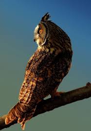Birds Of Prey Cw Seed Wowtastic Nature Long Eared Owl Beautiful Owl Owl Photos