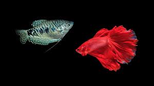 Can Betta Live With Dwarf Gouramis? - Quora
