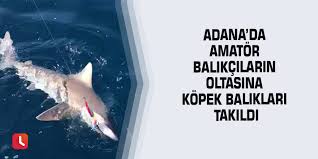 Adana Da Amator Balikcilarin Oltasina Kopek Baliklari Takildi