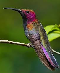 Jamaican Mango Hummingbird Pictures Beautiful Birds Pet Birds