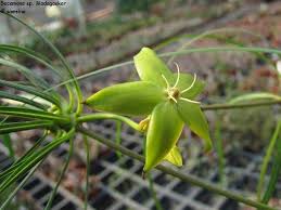 Image result for Secamone