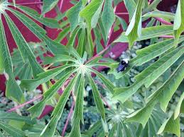 Image result for Manihot grahamii