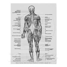 Back view of muscles , skeleton , organs , nervous system flex some muscles in our interactive body. Affiche Cru Muscles Humains D Anatomie Zazzle Fr Anatomie Des Muscles Anatomie Et Physiologie Humaines Anatomie