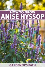 It grows lavenders stocks of little blooms that stand tall and wave with a slight breeze. How To Grow Anise Hyssop Gardener S Path