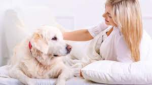 How Long Can A Dog Live With Arthritis Quality Of Life
