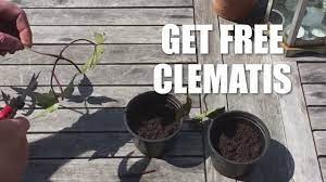 Check spelling or type a new query. How To Take Cuttings From A Clematis Youtube