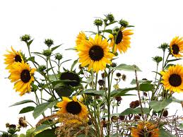 Find images of sunflower background. Sunflowers On White Background Free Stock Photo Public Domain Pictures