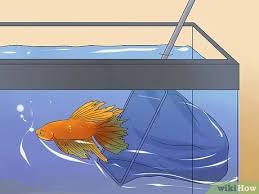 6 Ways To Save A Dying Betta Fish Wikihow