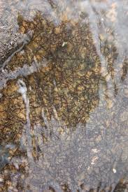 Image result for Tristicha