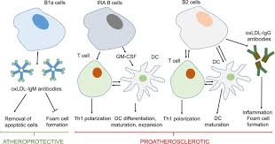Купить mx vs atv all out ключ steam лицензионный для игры. Immune Inflammatory Responses In Atherosclerosis Role Of An Adaptive Immunity Mainly Driven By T And B Cells Sciencedirect