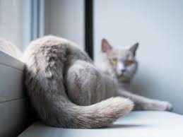 If you discover hot spots or. 7 Common Cat Tail Injuries Petmd