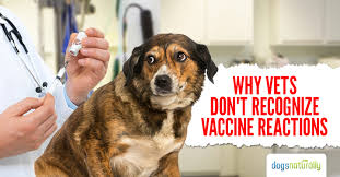 Since it's incurable, and the virus. Why Vets Don T Recognize Vaccine Reactions